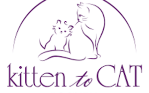 Kitten to Cat Hospital | Select Southlake